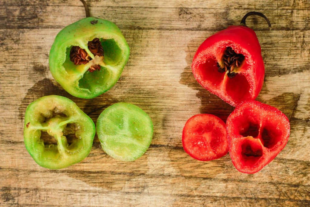 Snijd de vruchten van de chiliboom open