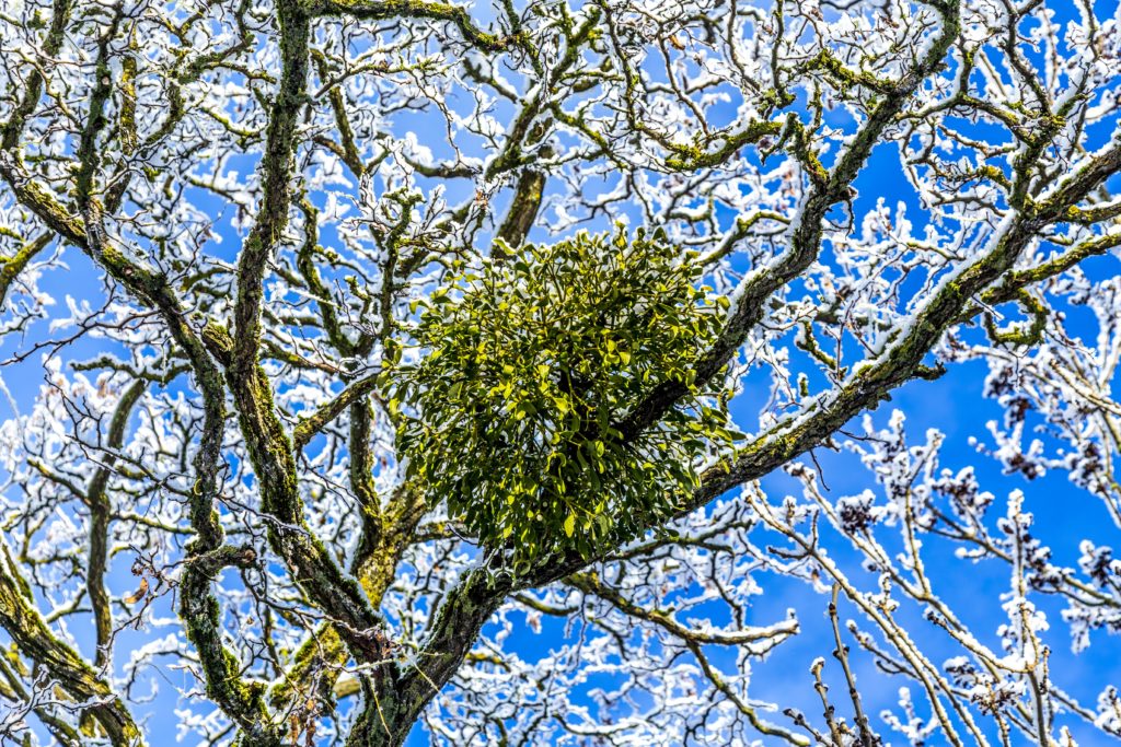 Maretak bloeit aan boom in de winter