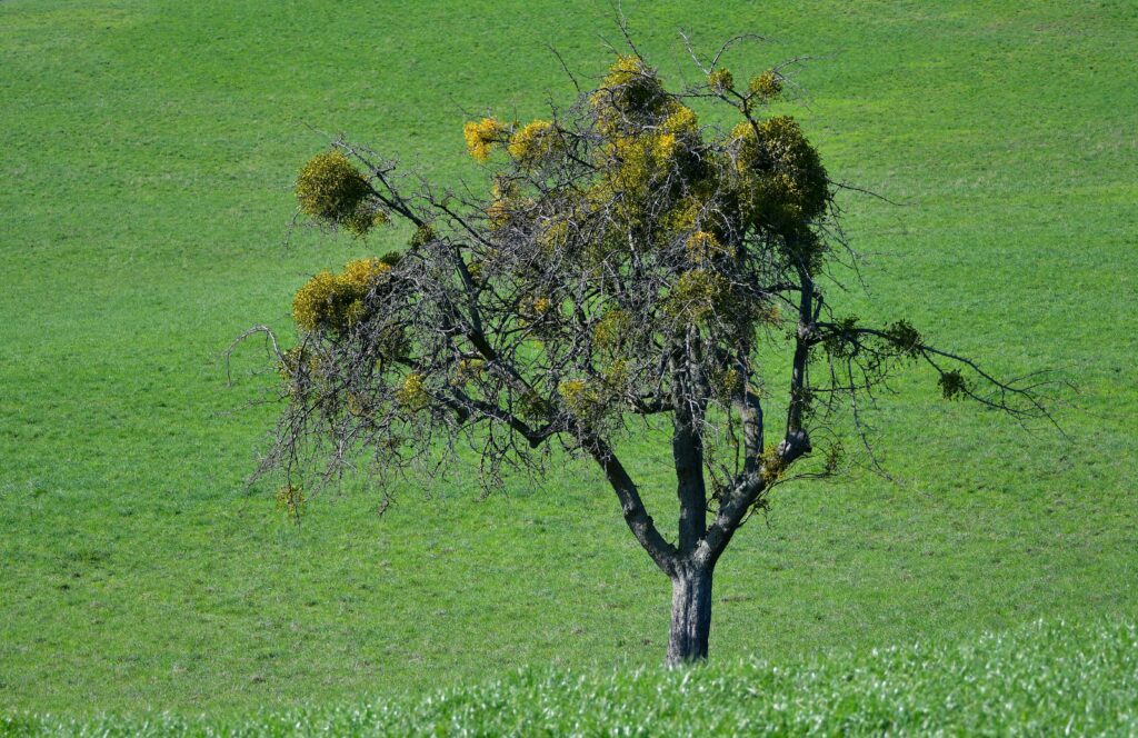 Maretak groeit sterk aan boom