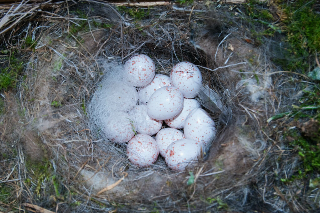 Pimpelmees eieren in het nest