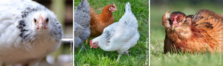 Kippen houden in de tuin: 13 deskundige tips voor beginners