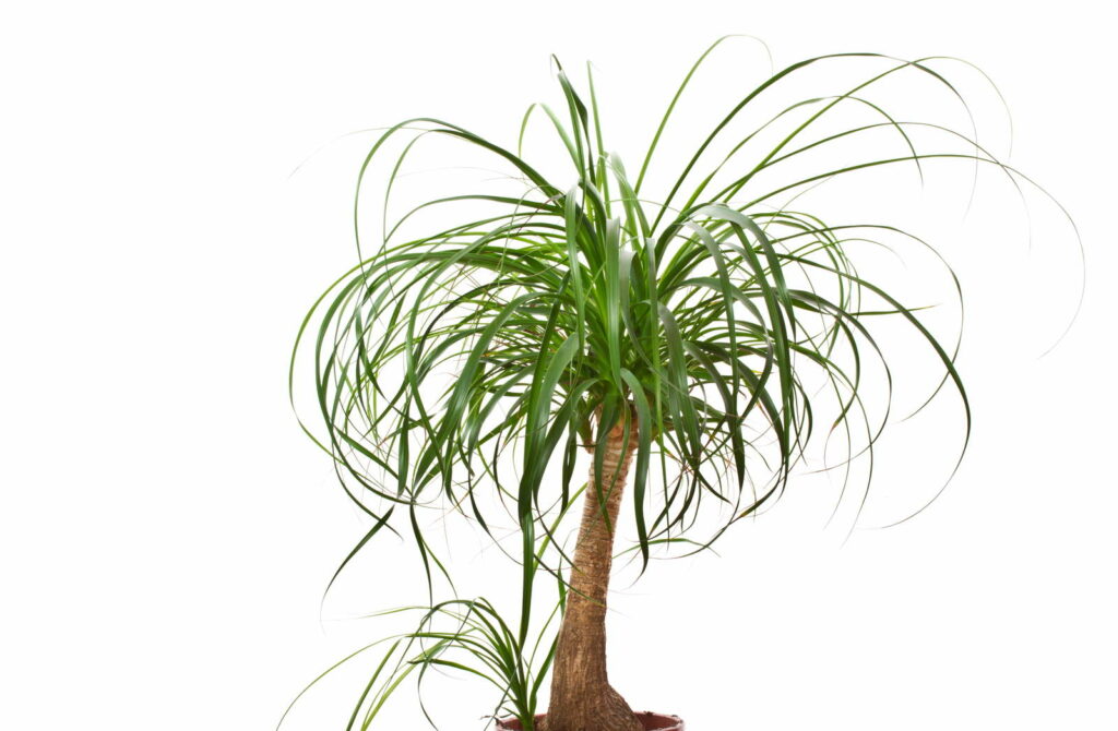 Olifantenvoet kamerplant palm witte achtergrond