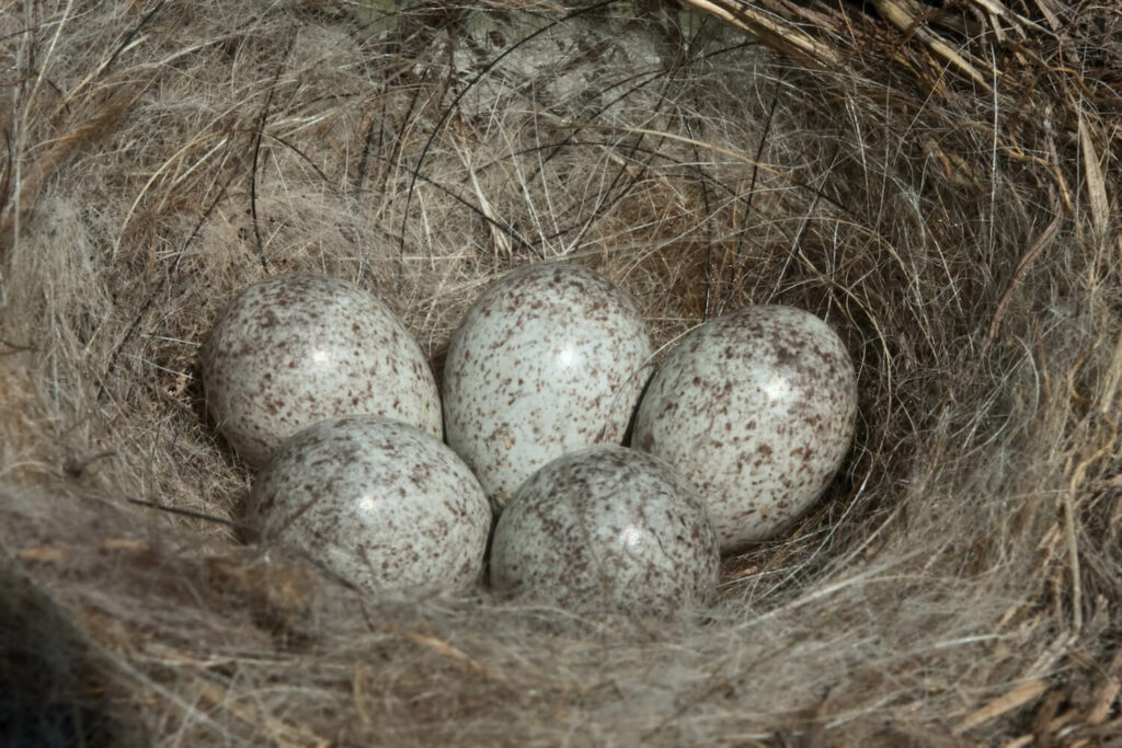 Kwikstaart eieren in het nest