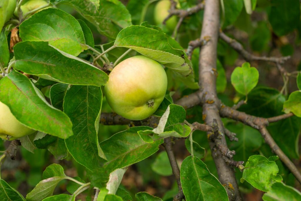 Rijpe Wiltshire appel aan de boom