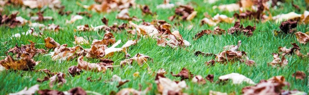 Bladeren in de herfst: wie moet de stoep opruimen?