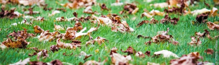 Bladeren in de herfst: wie moet de stoep opruimen?