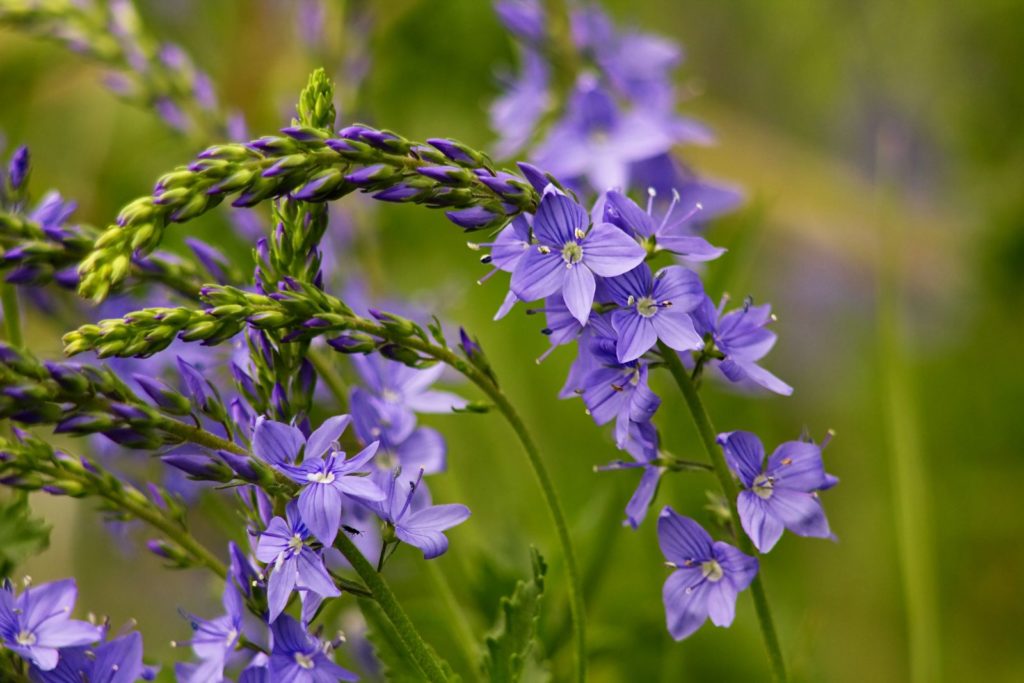 Veronica spicata met blauwpaarse bloemen