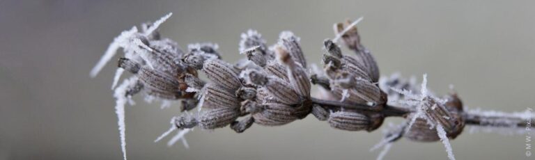 Snoei verwelkte lavendel correct