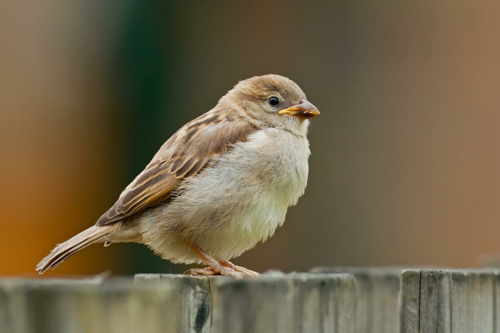 Huismus jonge vogel op hek
