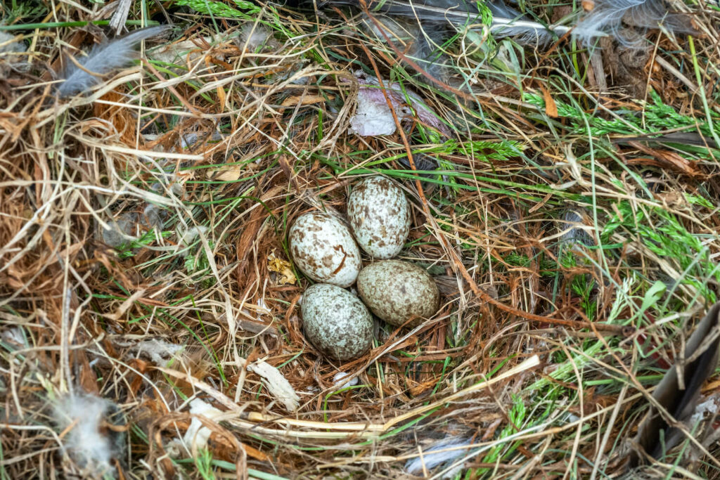 Huismus eieren in het nest