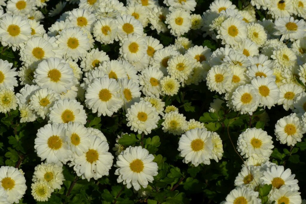 Chrysanthemum indicum variëteit Poesie