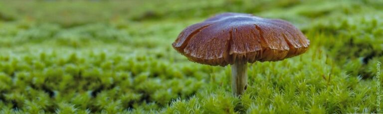 Hoe verwijder je schimmels in het gazon?