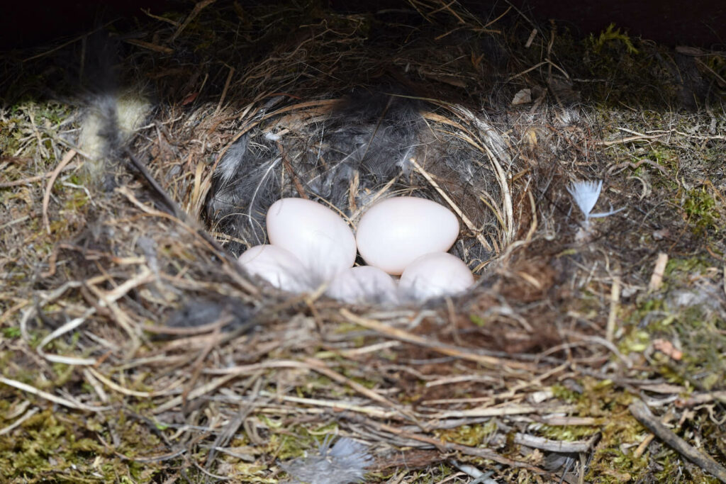 Roodstaart eieren in het nest
