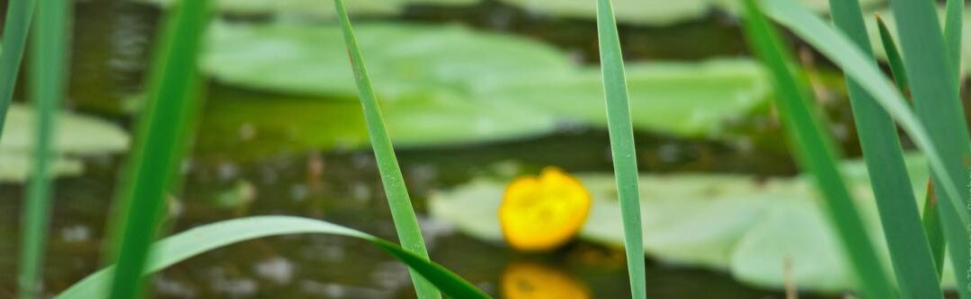 Tuinvijver: 10 tips voor kristalhelder water