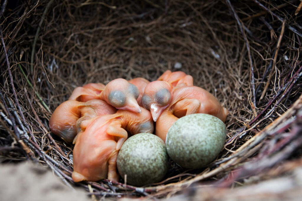 Ekster eieren in het nest