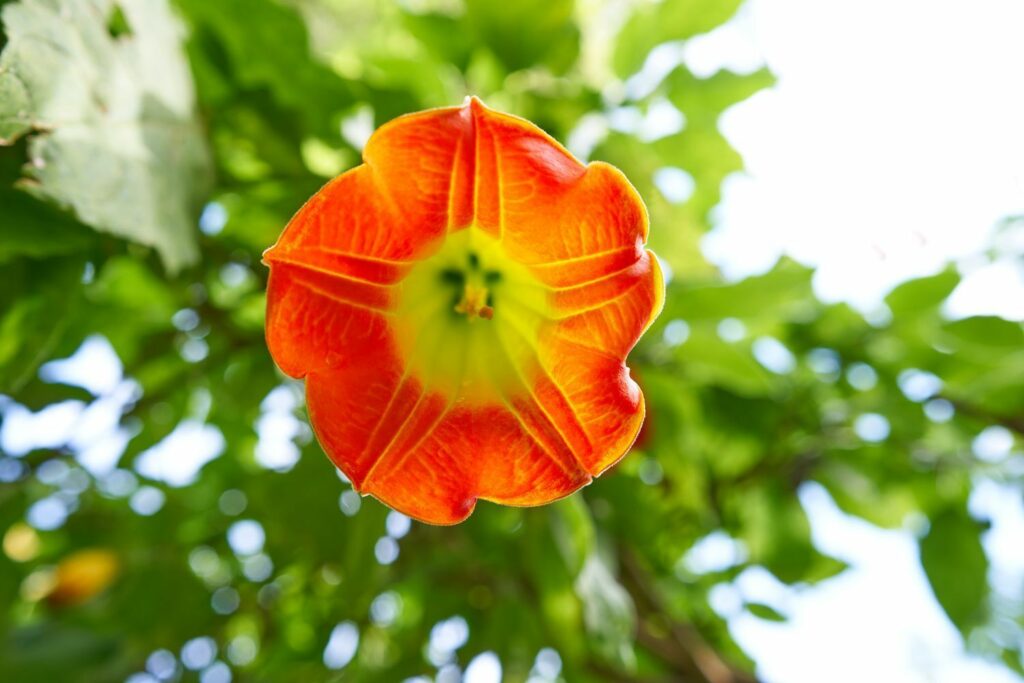 Rode bloem van Brugmansia sanguinea