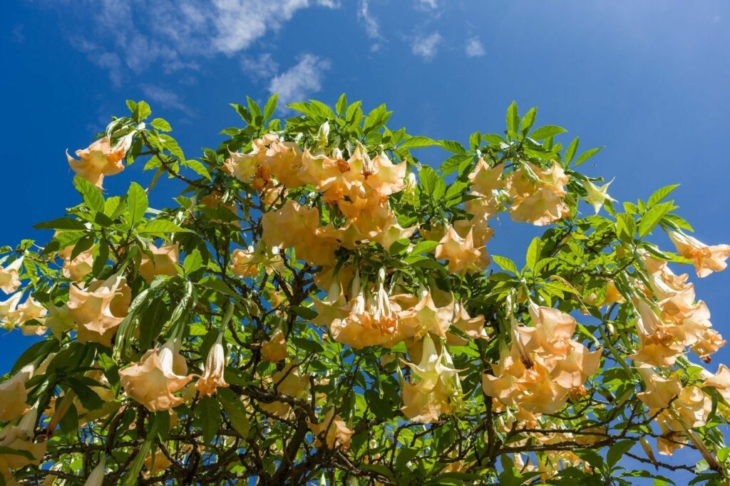 Bloemen van Brugmansia Suaveolens
