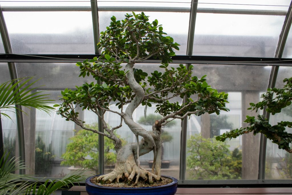 Ficus Ginseng Bonsaiboom