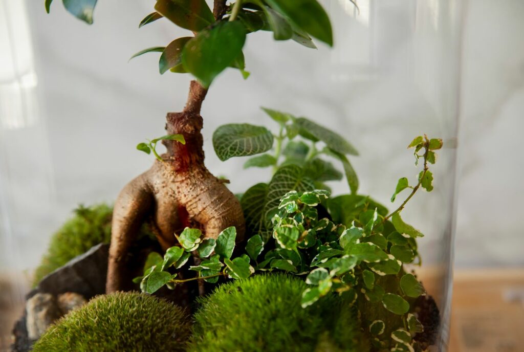Ficus ginseng in een terrarium