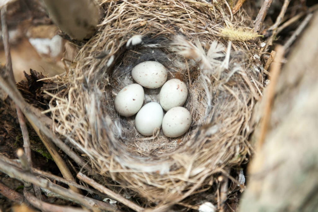 Groenling eieren in het nest
