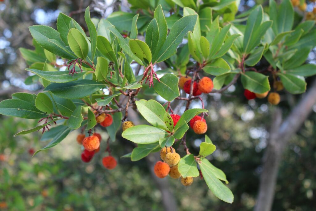 Westelijke aardbeiboom met vruchten