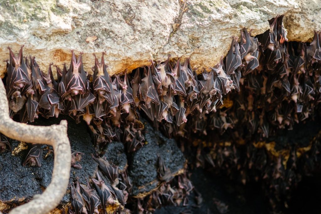 Vleermuizen in een grot