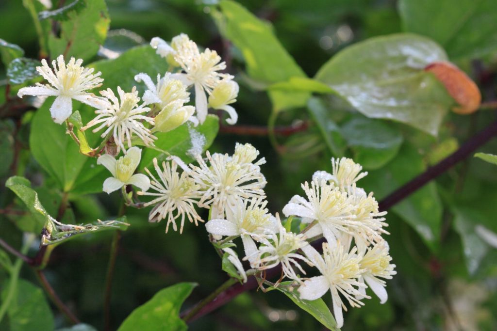 Clematis Vitalba met witte bloemen