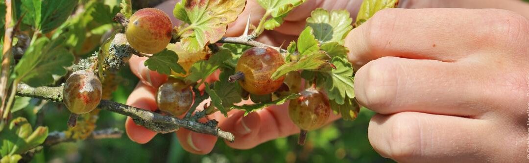Gevallen fruit van de buurman: Wie bezit appels en peren?