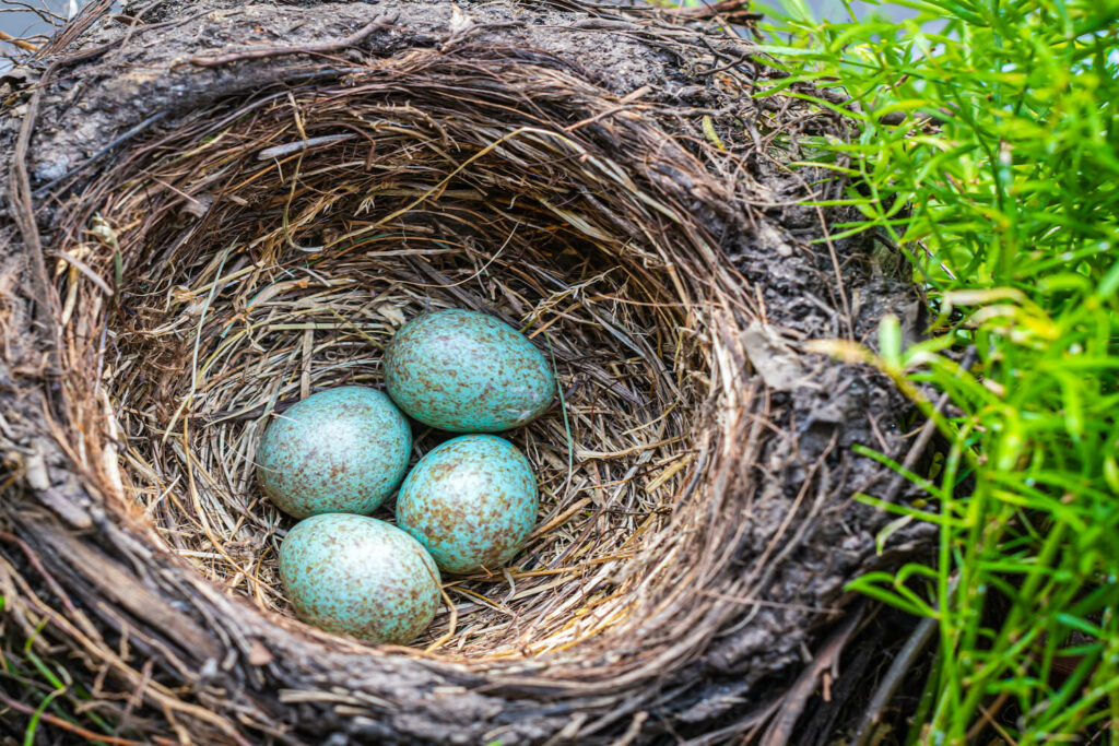 Merel eieren in het nest