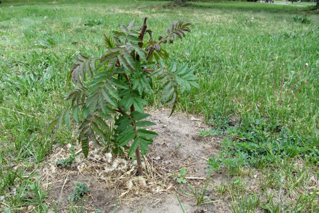 Vers geplante azijnboom