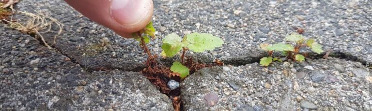 Onkruid verwijderen zonder chemicaliën en gif