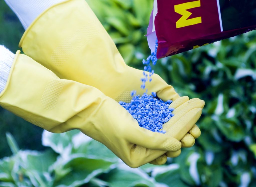Blauw graan wordt in gele handschoenen gegoten