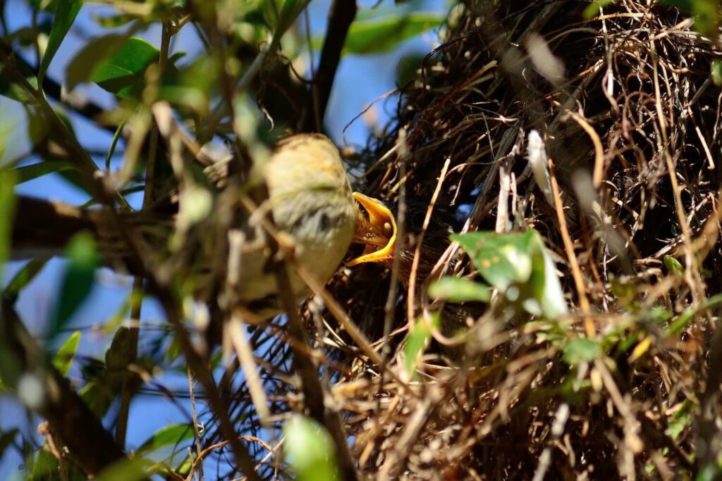 Het voeden van de baby Tjiftjaf in het nest