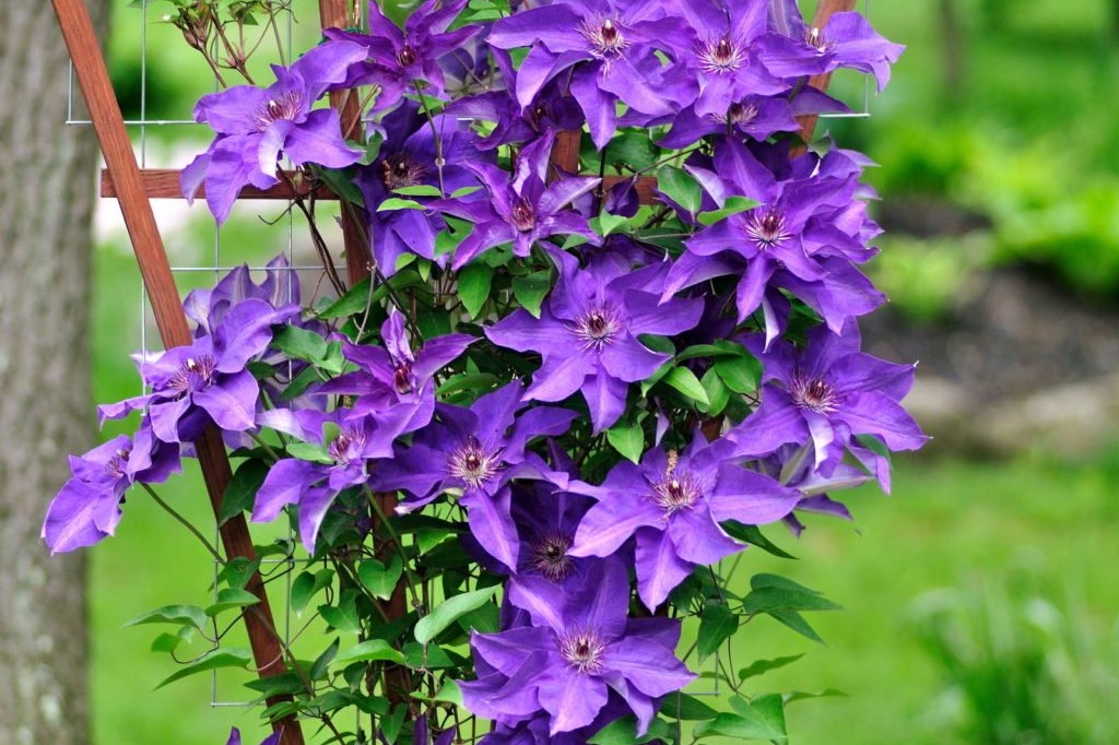 Violette clematis met houten klimhulp
