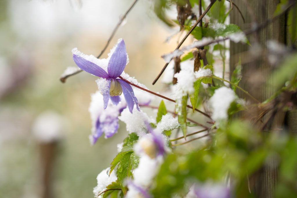 Clematis Alpina met sneeuw