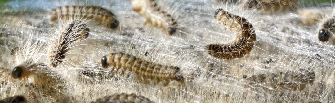 Eikenprocessierups: Gevaarlijke rupsen