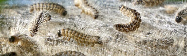 Eikenprocessierups: Gevaarlijke rupsen