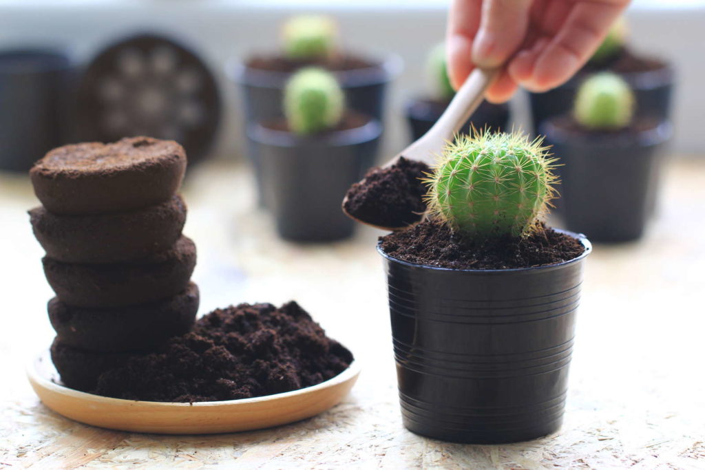 Koffiedik als meststof voor cactussen