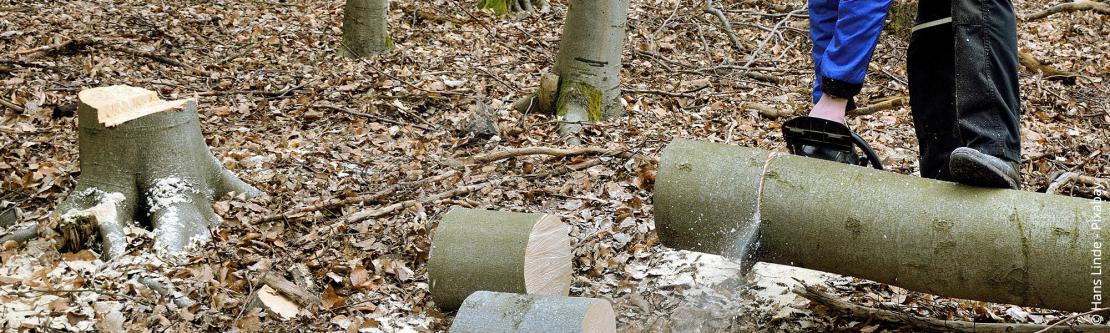 Kettingzaagvergunning voor brandhout in het bos