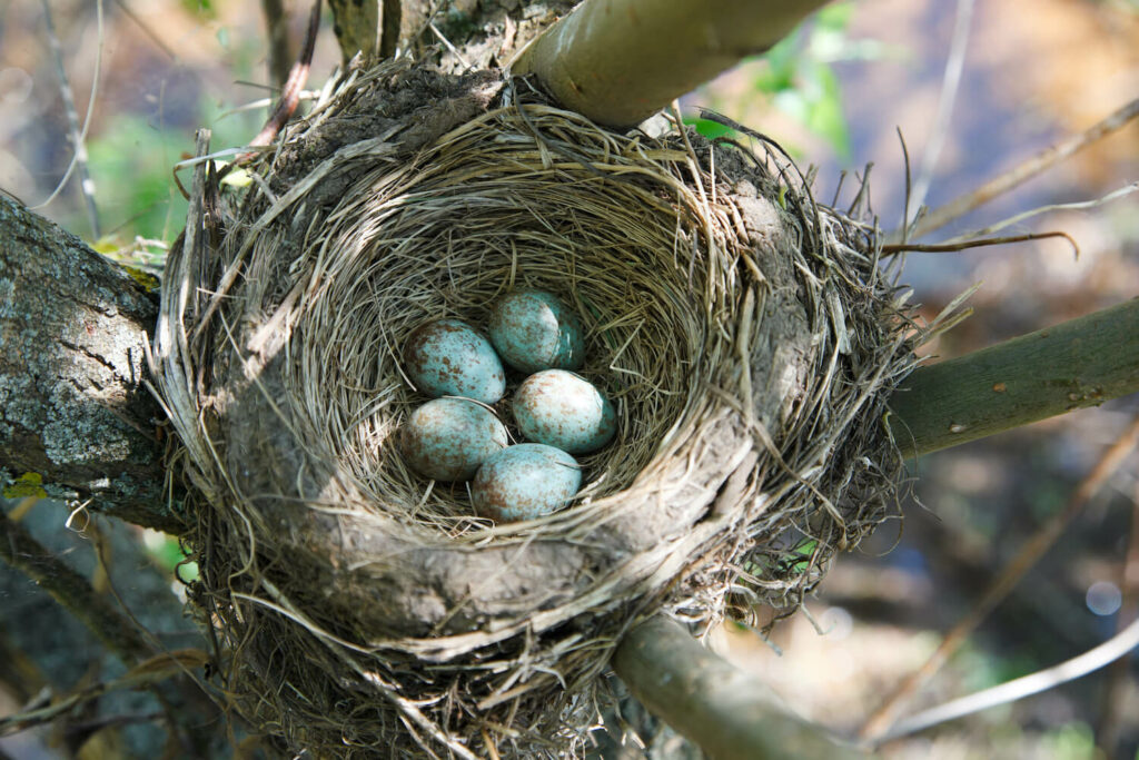 Jeneverbeslijster nest met eieren