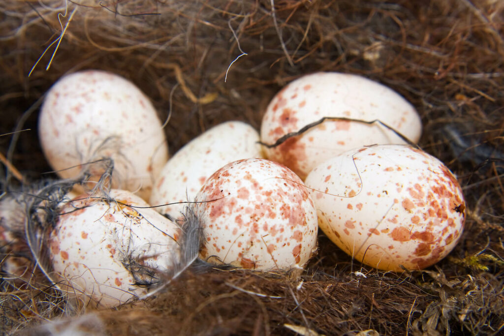Koolmees eieren in het nest