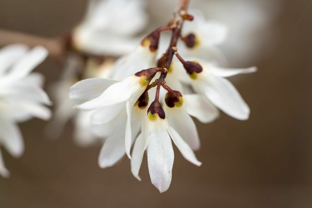 Witte sneeuw forsythia bloem