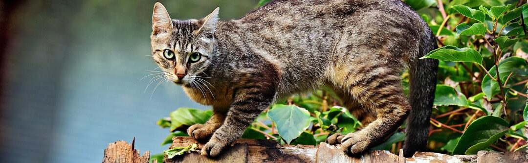 Verjaag katten uit de tuin – deze remedies helpen
