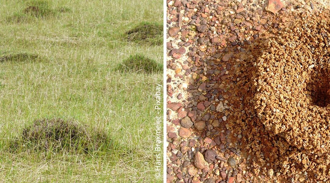 5 tips en huismiddeltjes tegen mieren in de tuin
