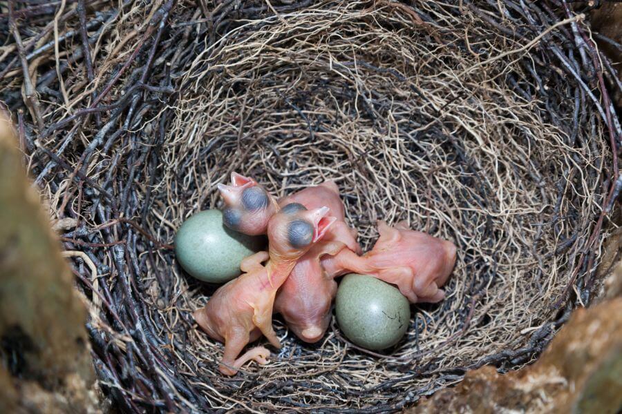 Gaai eieren en baby's in het nest