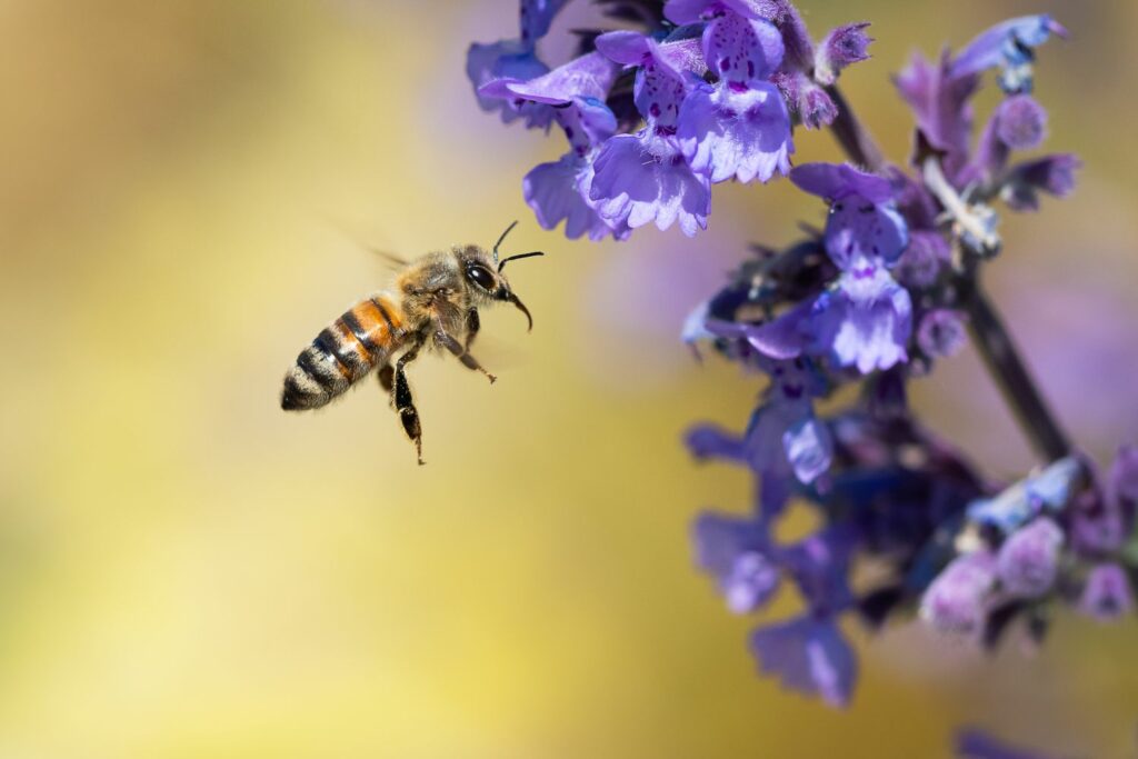 Bijen naast Gundermann-bloemen