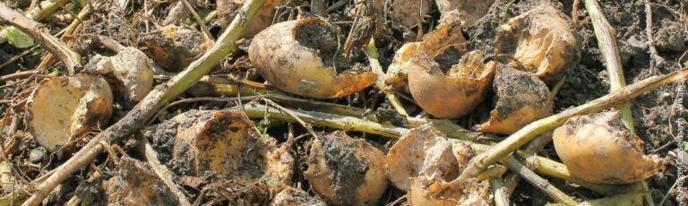 Verdrijf woelmuizen: De beste tips