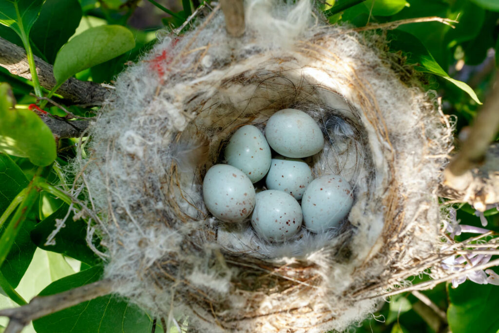 Goudvink nest met eieren