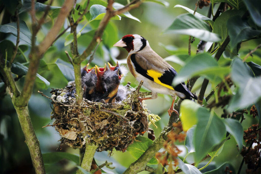 Goudvink baby's in het nest