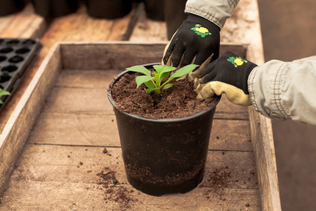 Een jonge dahlia in een pot planten